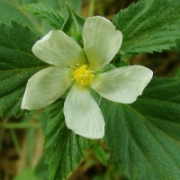 Malvastrum coromandelianum (L.) Garcke